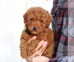 Small Photo #8 Goldendoodle-Poodle (Standard) Mix Puppy For Sale in LEOLA, PA, USA