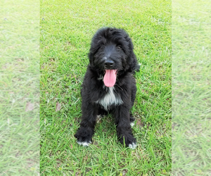 Aussiedoodle Puppy for Sale in RHINE, Georgia USA