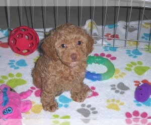 Cockapoo-Poodle (Miniature) Mix Puppy for sale in ORO VALLEY, AZ, USA