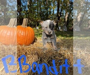 Australian Cattle Dog Puppy for sale in WESTMORELAND, NY, USA