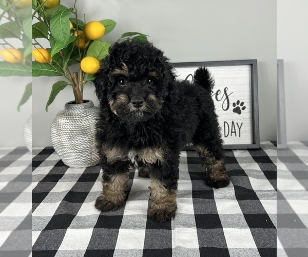 Medium Photo #5 Bernedoodle (Miniature) Puppy For Sale in FRANKLIN, IN, USA