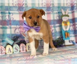 Texas Heeler Puppy for sale in LANCASTER, PA, USA