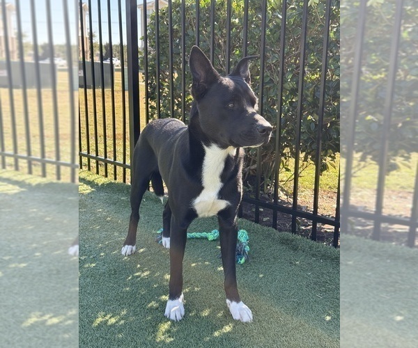 Medium Photo #1 Alaskan Husky-American Staffordshire Terrier Mix Puppy For Sale in SNEADS FERRY, NC, USA