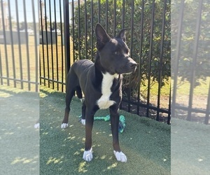 Father of the Alaskan Husky-American Staffordshire Terrier Mix puppies born on 09/13/2025