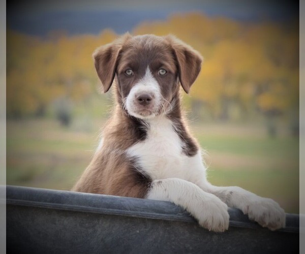 Medium Photo #1 Bordoodle Puppy For Sale in OLATHE, CO, USA