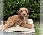 Image preview for Ad Listing. Nickname: Allie