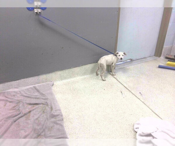 Medium Photo #1 Rat Terrier-Unknown Mix Puppy For Sale in Tallahassee, FL, USA
