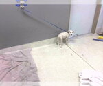 Small Rat Terrier Mix