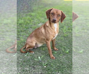 Dachshund-Unknown Mix Dogs for adoption in PIPE CREEK, TX, USA