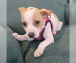 Small #1 Jack Russell Terrier Mix