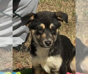 Collie-Labrador Retriever Mix Dogs for adoption in Yardley, PA, USA