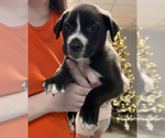 Small #1 Labrador Retriever