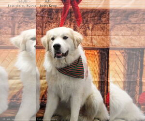Great Pyrenees Dogs for adoption in Croydon, NH, USA