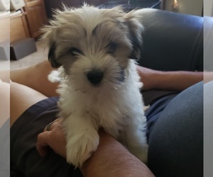 Coton de Tulear Puppy for sale in CANTON, MI, USA