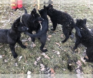 German Shepherd Dog Puppy for sale in NELSON, WI, USA