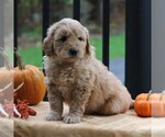 Small Photo #4 Goldendoodle-Poodle (Miniature) Mix Puppy For Sale in NEWMANSTOWN, PA, USA