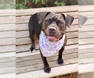 AUDREY - Female Staffordshire Bull Terrier-Unknown Mix Dog for Adoption - Photo #2