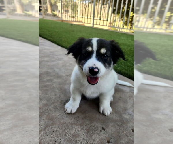 Medium Photo #2 Mutt Puppy For Sale in San Diego, CA, USA