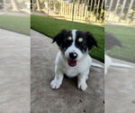 Small #1 Mutt