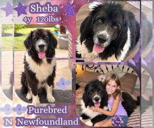 Sheba - Female Mutt Dog for Adoption - Photo #4