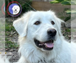 Small #5 Great Pyrenees