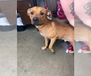 American Pit Bull Terrier Dogs for adoption in Fairfield, IL, USA
