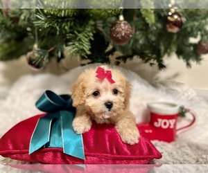 Poodle (Toy) Puppy for sale in HUFFMAN, TX, USA