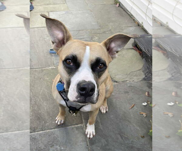 Medium Photo #5 Boxer Puppy For Sale in Rockville, MD, USA