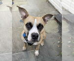 Small #4 Boxer