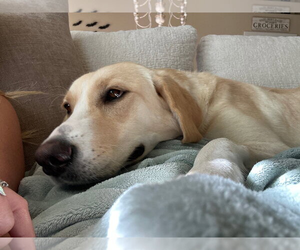 Medium Photo #10 Labrador Retriever-Unknown Mix Puppy For Sale in Sandy, UT, USA