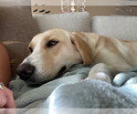 Small Photo #10 Labrador Retriever-Unknown Mix Puppy For Sale in Sandy, UT, USA
