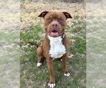 RUBBLE - Male Mutt Dog for Adoption - Small photo