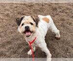 Small Cairn Terrier Mix