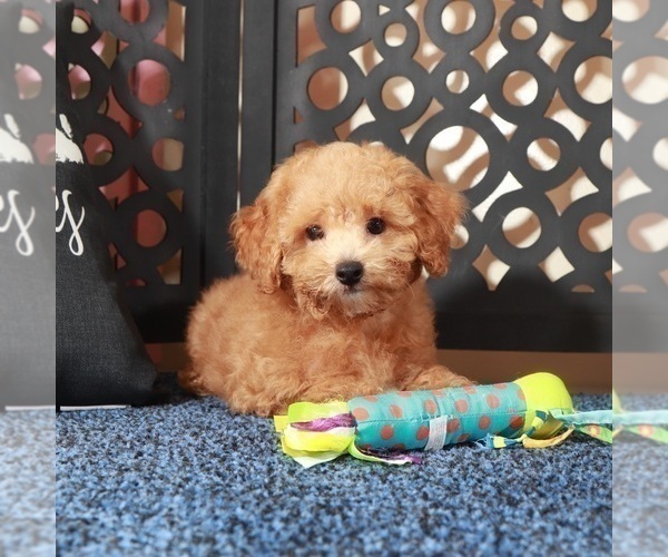 Medium Photo #2 ShihPoo Puppy For Sale in MOUNT VERNON, OH, USA