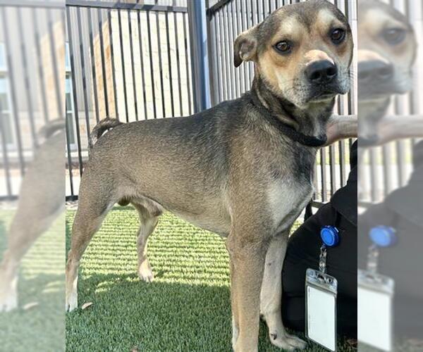 Medium Photo #2 Labbe Puppy For Sale in Baytown, TX, USA