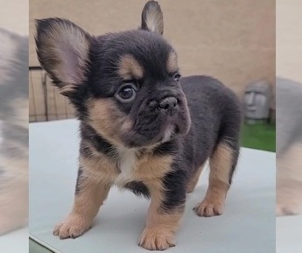 Medium Photo #1 French Bulldog Puppy For Sale in LAS VEGAS, NV, USA