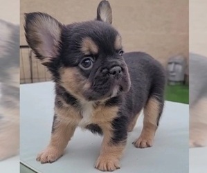 French Bulldog Puppy for sale in LAS VEGAS, NV, USA