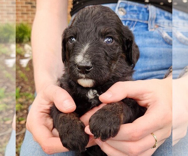 Medium Photo #5 F2 Aussiedoodle Puppy For Sale in COLUMBIA, TN, USA
