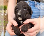 Small #4 F2 Aussiedoodle