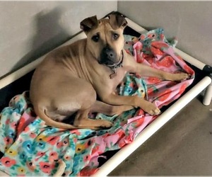 Skylar - Female American Staffordshire Terrier-Unknown Mix Dog for Adoption - Photo #2