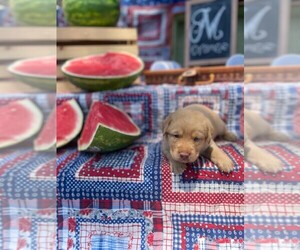 Labrador Retriever Puppy for sale in MAYSVILLE, GA, USA