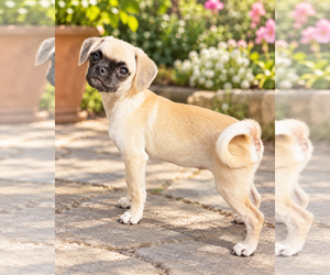 Puggle Dogs for adoption in Lake Elsinore, CA, USA