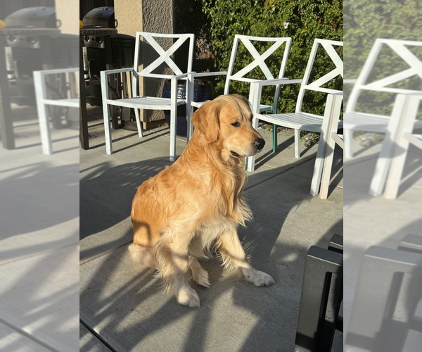 Medium Photo #7 Goldador Doodle Puppy For Sale in INDIO, CA, USA