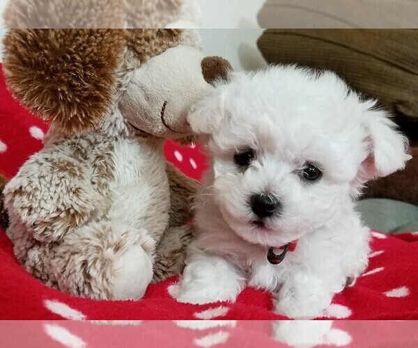 Medium Photo #1 Bichon Frise Puppy For Sale in EUGENE, OR, USA