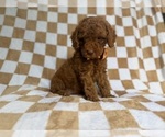 Small #2 Cockapoo (Miniature)