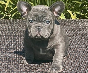 Medium French Bulldog