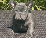 Puppy 1 French Bulldog