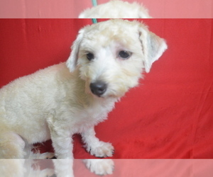 Morkie Puppy for sale in PATERSON, NJ, USA