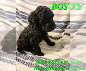 Poodle (Standard) Puppy for sale in COLUMBUS, IN, USA