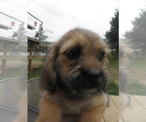 Bea-Tzu Puppy for sale in BUCKLIN, MO, USA